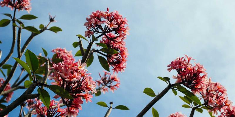 2024购车全攻略：精准掌握汽车价格动态与科学选车方法论